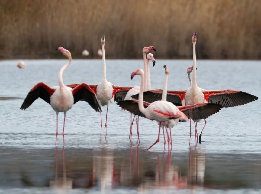 Cagliari: Molentargius Natural Park Segway Tour with Coffee - Starting near the Marina District
