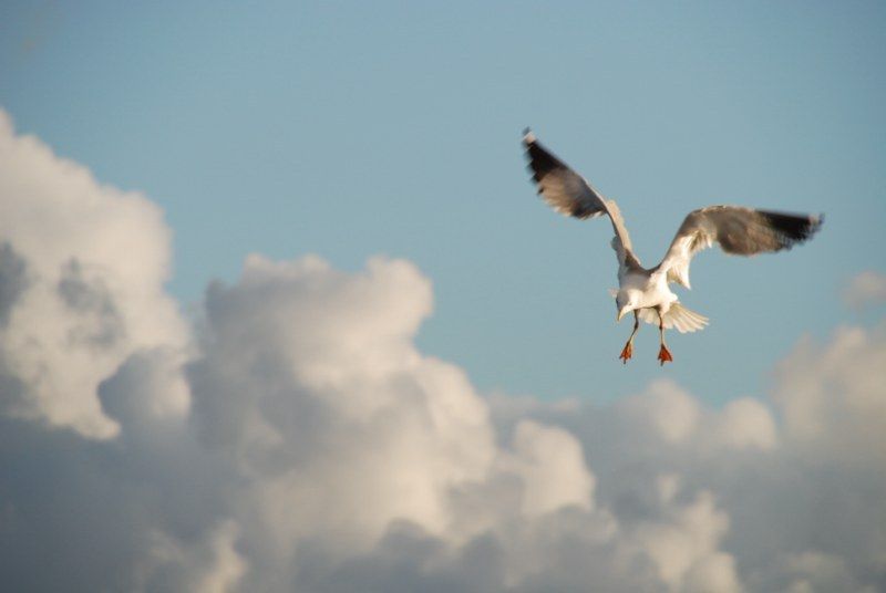 Faro: Ria Formosa Natural Park Segway Tour & Birdwatching - Should you book the Ria Formosa Segway tour?