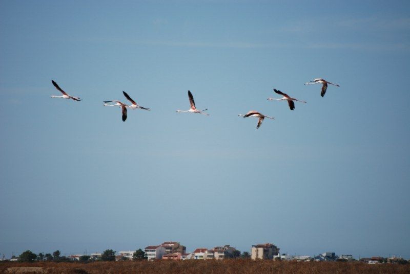 Faro: Ria Formosa Natural Park Segway Tour & Birdwatching - Why Ria Formosa works well on a Segway