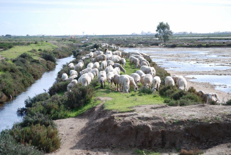 Faro: Ria Formosa Natural Park Segway Tour & Birdwatching - Getting comfortable on the Segway