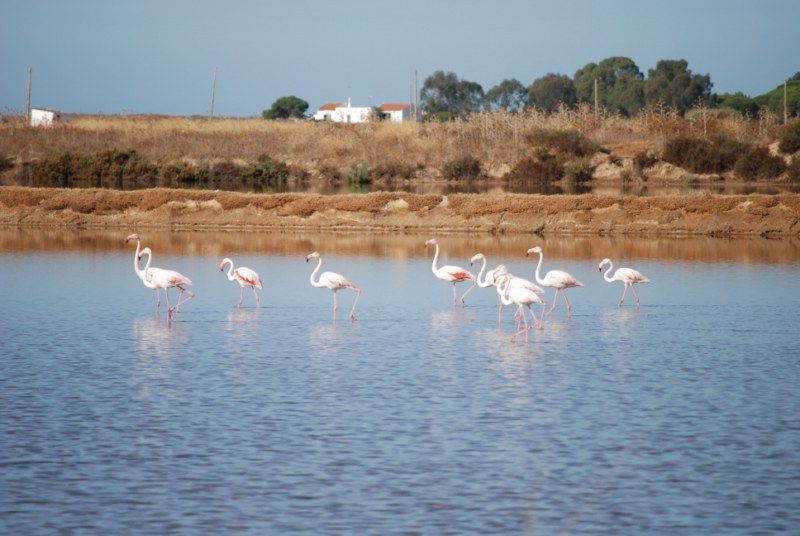 Faro: Ria Formosa Natural Park Segway Tour & Birdwatching - How much value do you get for $66?