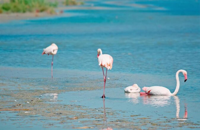 Flamingos Sightseeing Segway Tour - Key points at a glance