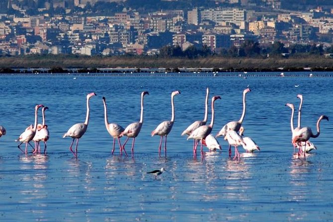 Flamingos Sightseeing Segway Tour - Why this Cagliari ride works so well