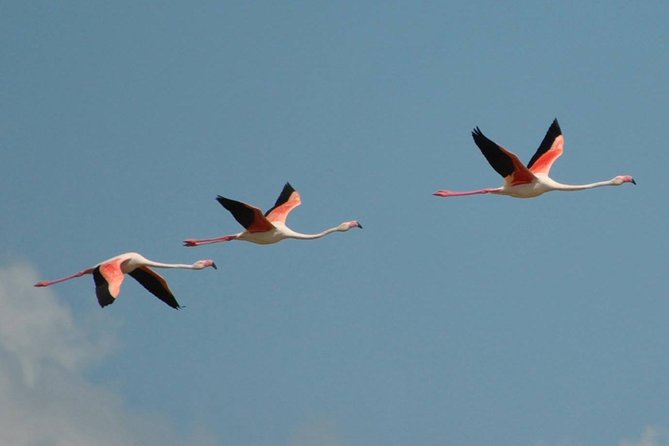 Flamingos Sightseeing Segway Tour - Riding past Cagliari’s marina and harbor