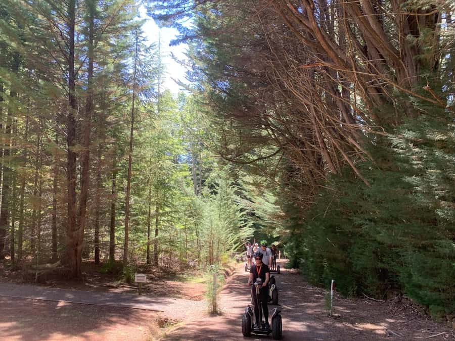 Launceston: Hollybank Forest Guided Segway Tour with Photos - Riding a heavy-duty Segway on forest tracks