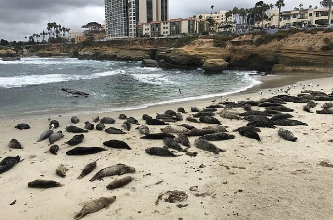Private Segway Experience Through La Jolla - Who Will Enjoy This Tour Most
