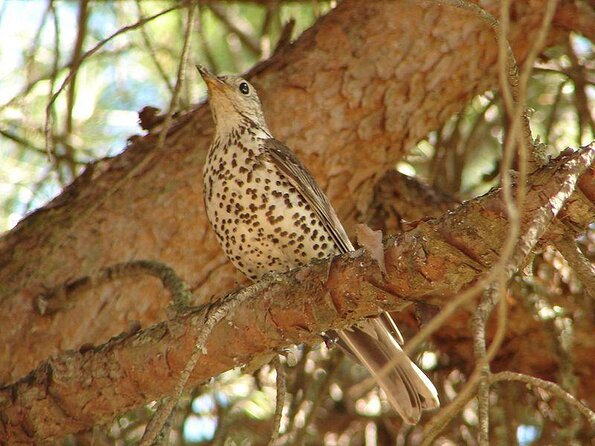 Ria Formosa Natural Park Birdwatching Segway Tour from Faro - Key Points at a Glance