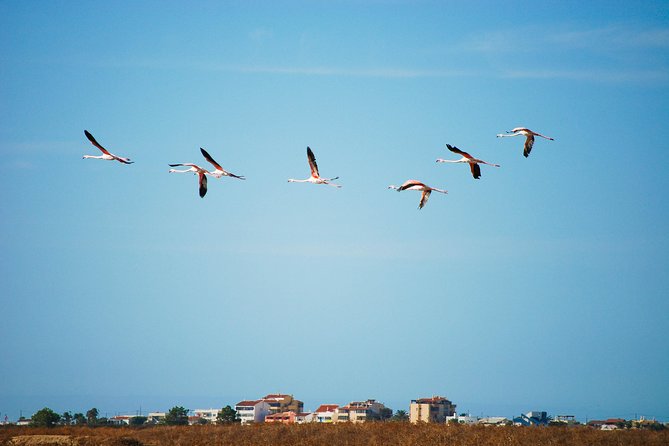 Ria Formosa Natural Park Birdwatching Segway Tour from Faro - Who Will Enjoy This Most