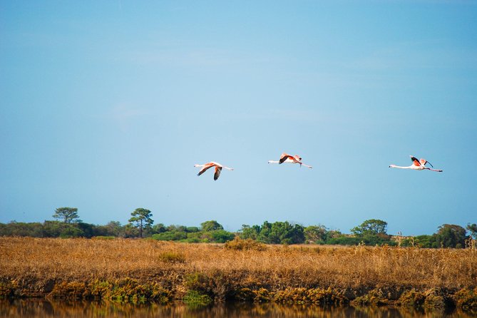 Ria Formosa Natural Park Birdwatching Segway Tour from Faro - From Coastal Paths to the Ria Formosa Wetlands