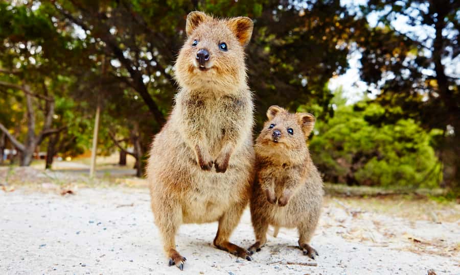 Rottnest Island Segway 1-Hour Settlement Tour - Why a Segway suits Rottnest Island