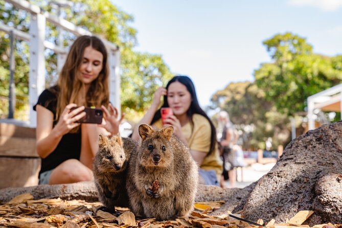Rottnest Island Segway Tour: Settlement Explorer Tour - The $70.29 price and what you receive