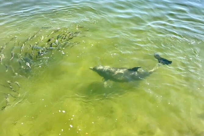 Saint Petersburg Eco Segway Tour - Looking for manatees along Tampa Bay