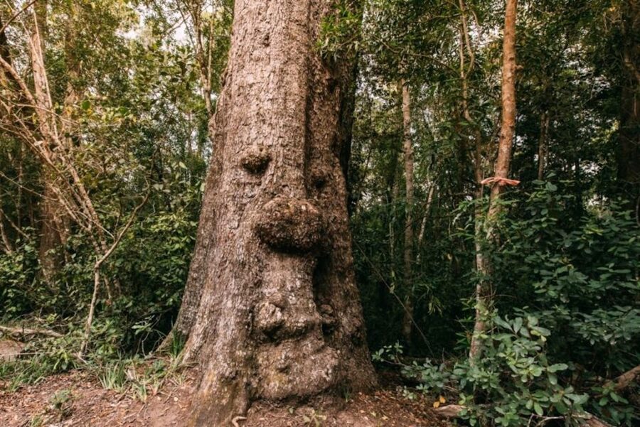 Tsitsikamma National Park: 1 or 2-Hour Segway Tour - Key points to know before you book